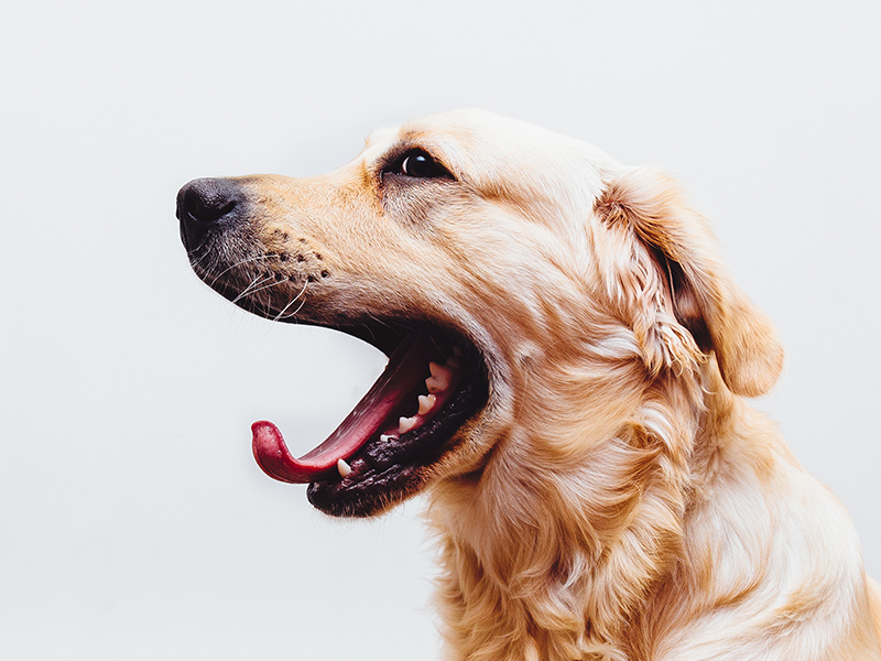 Giochi Per Animali Volvera, Torino